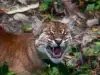 Азиатска Златна Котка