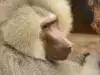 Дания издирва избягал бабуин
