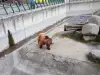 Столичният зоопарк е поставен под карантина