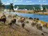 В Йелоустоун ще бъдат отстреляни 1 000 бизона