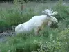 Бял лос стана хит в мрежата