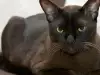 Бурманска Котка