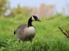 Канадски Гъски