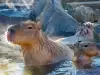 Капибара