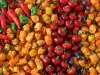 Люти чушки Каролина Рийпър