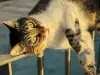Как да обезопасим терасата и прозорците за домашната котка?