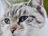 Очни симптоми, които подсказват, че котката ви има нужда от ветеринар