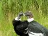 Южноамерикански Кондор