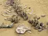 Откриха древни фосили, които ще пренапишат човешката история