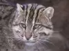 Котка Рибар