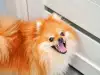 Защо кучето хапе?