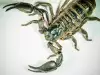 Ужасяващ гигантски скорпион е кръстосвал древните морета