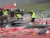 Адско клане на Фарьорските острови: Делфини и китове окървавиха водата