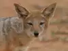 Златист чакал
