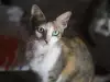Яванска котка