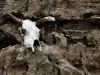 На гробището на дявола гине всичко живо