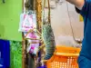 Кралски Скариди