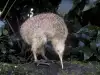 Птицата киви