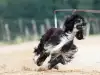 Първото клонирано куче бе клонирано отново