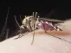 Малария