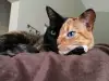 Котка с две лица подлуди интернет