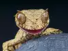 Странните зеници на тези животни ще ви вцепенят