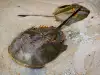 Мечоопашат рак