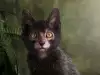 Котка Ликой