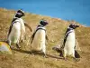 Африканските пингвинчета измират от глад