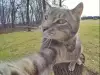 Мани - шантавата котка с разбиващи селфита!