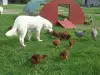 Маремска Овчарка