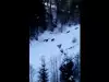 Мечки погнаха скиори по пистите в Румъния