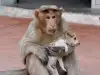 Маймуна осинови кученце в Индия