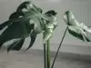 Сенколюбиви растения за коридора