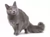 Котките ядат ли зеле?