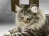 Породи котки със зелени очи