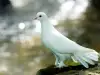 Опандизиха гълъб-наркопласьор в Коста Рика