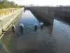 Река Искър приюти бездомна каракуда