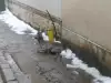 Мъж спаси сърна от кучета в София