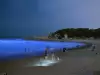 Мистерия! Морето край Китай засия в ярка синя светлина