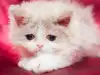 Селкирк рекс - всичко за къдравата котка