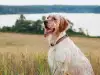 Английски Сетер