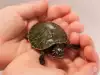 Защо костенурката ми не яде