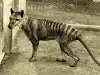 Невероятно! Тасманийският тигър възкръсва