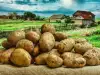 Забраниха продажбата на ГМО картофи