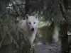 Полярен вълк