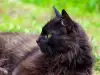Йоркска Шоколадова котка