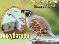 Инкубатори - от японски пъдпъдъци до щрауси