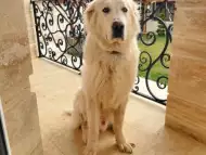 Алабай куче