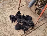 Малки черни немски овчарки